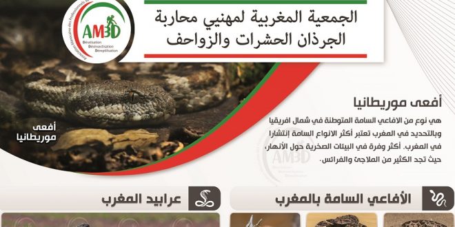 Les serpents au Maroc.. QUELS RISQUES ? et comment réagir ?
