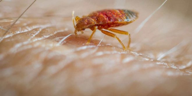 La punaise de lits : rappels importants