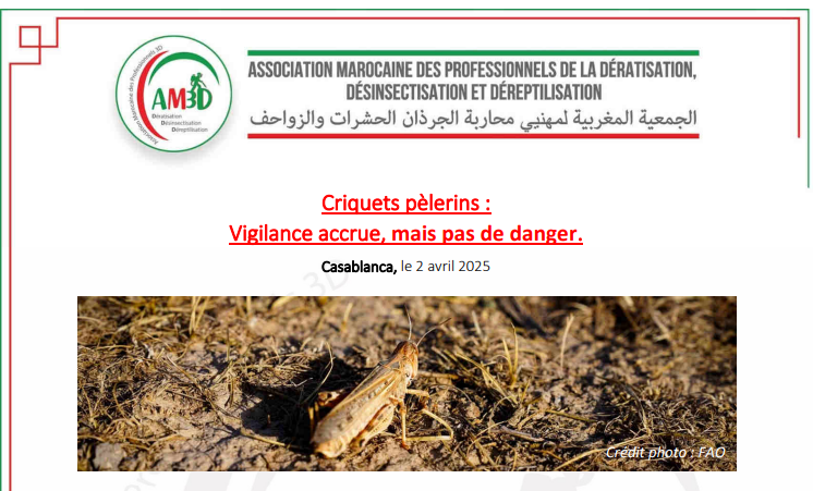 Vigilance accrue contre le criquet pèlerin : information officielle